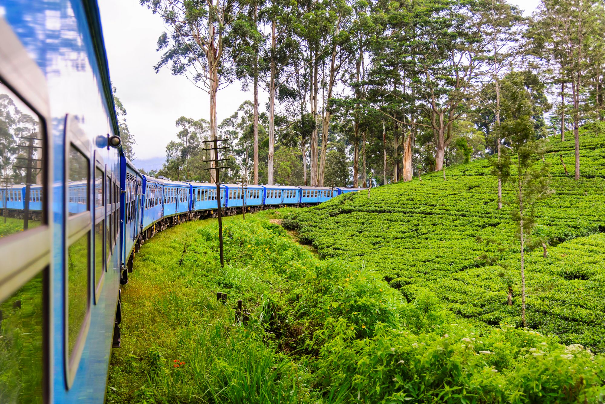Lush tea plantations in Nuwara Eliya, Sri Lanka, located in the central highlands. These rolling hills are the heart of Sri Lanka’s famous Ceylon tea industry and offer cool climate scenery and colonial charm.